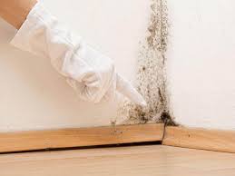 Best Mold Remediation for Healthcare Facilities in Escobares, TX